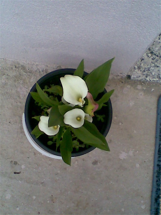 calla